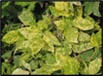 Disease Photo 2